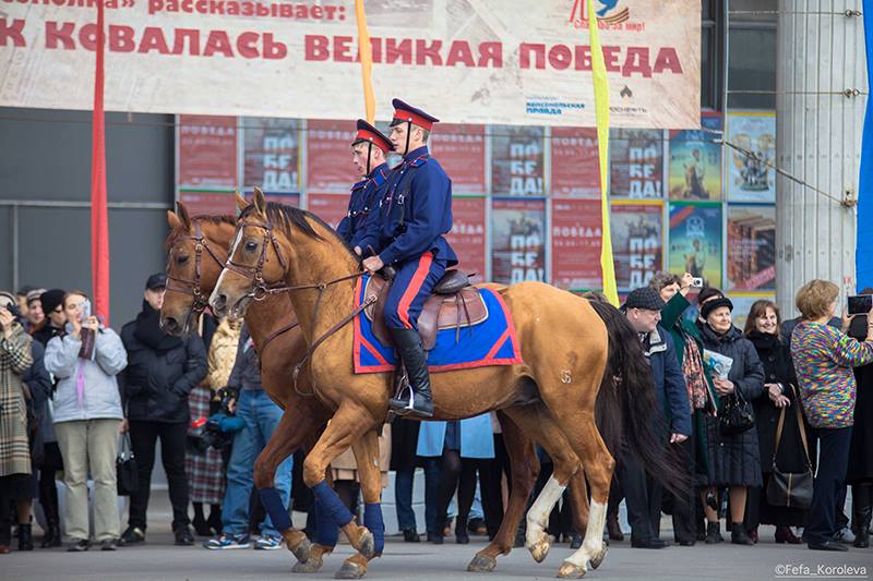 File:Донской жеребец Зачин.jpg