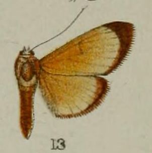 <i>Syllepte solilucis</i> Species of moth