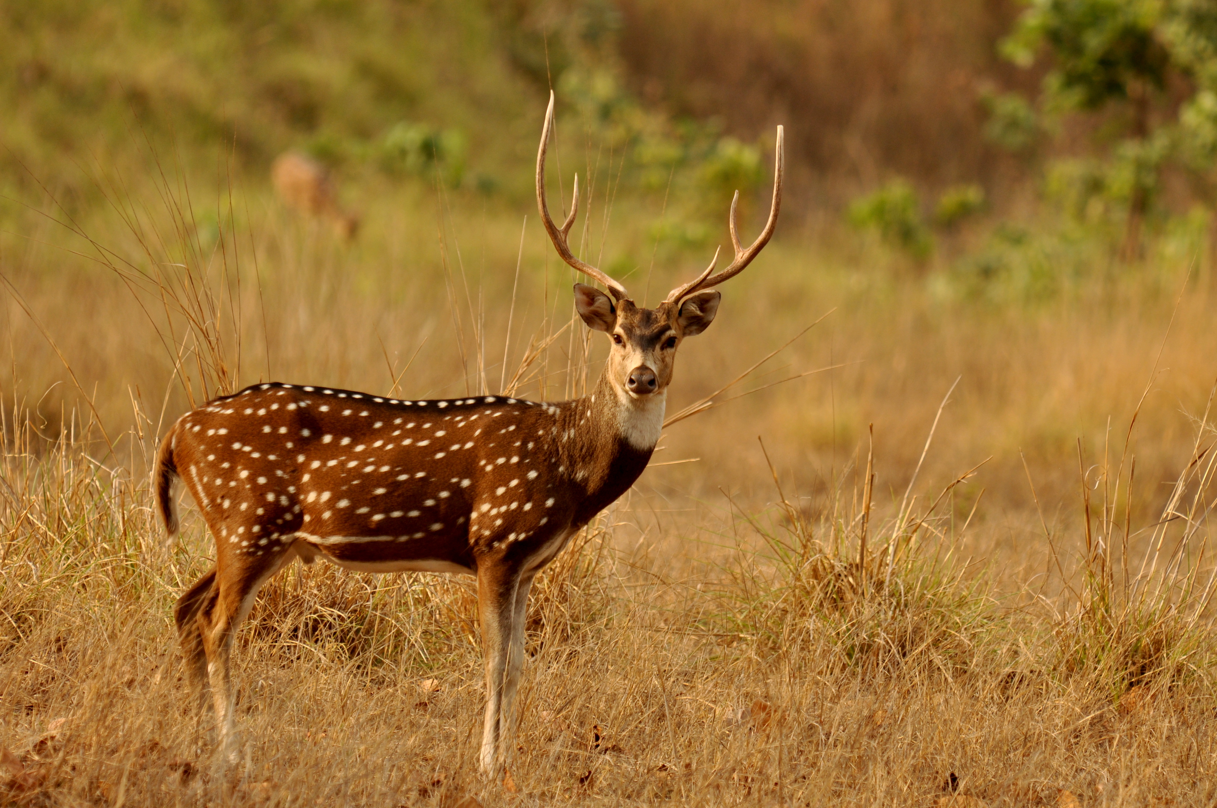 baby axis deer