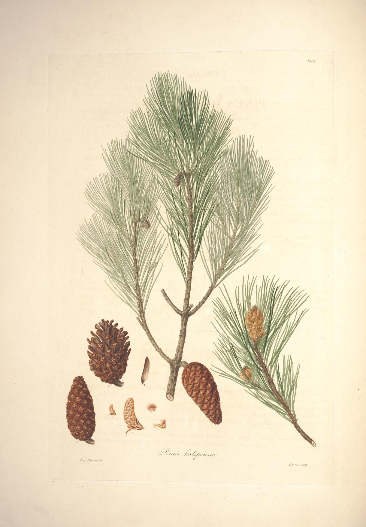 Роды сосны. Кедр Сибирский Pinus sibirica. Pinus halepensis. Сосна Кедровая Сибирская Ботаническая иллюстрация. Кедр Сибирский Ботаническая иллюстрация.