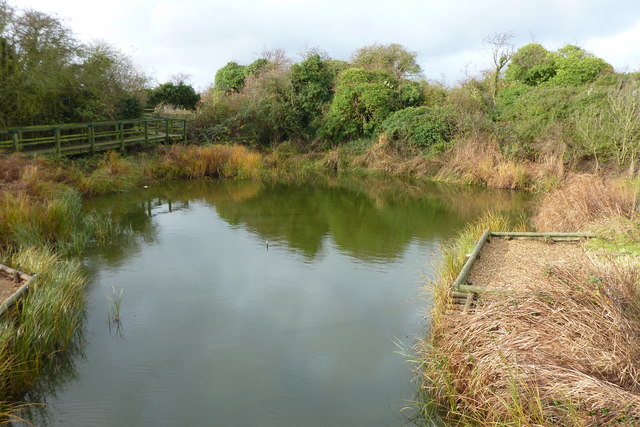 A wildlife pond at Riverside Country Park - geograph.org.uk - 1591087