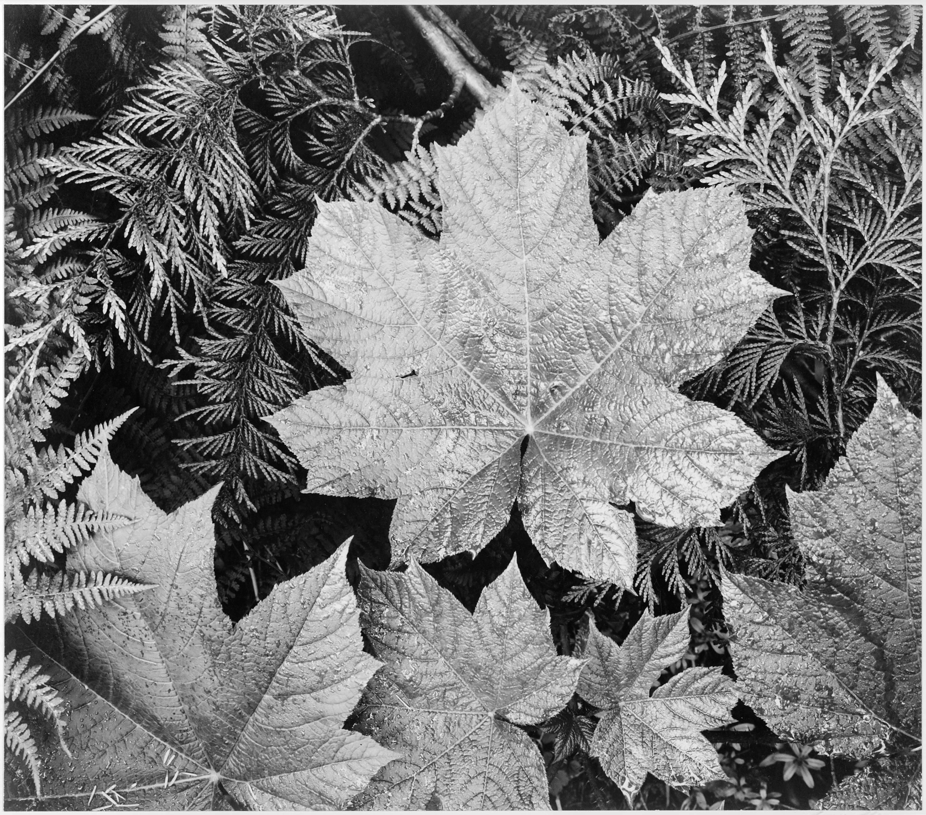 Close-up of leaves, from directly above, “In Glacier National Park,” Montana