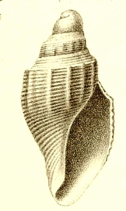 <i>Antarctospira principalis</i> species of mollusc