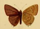 <i>Anthene nigropunctata</i> Species of butterfly