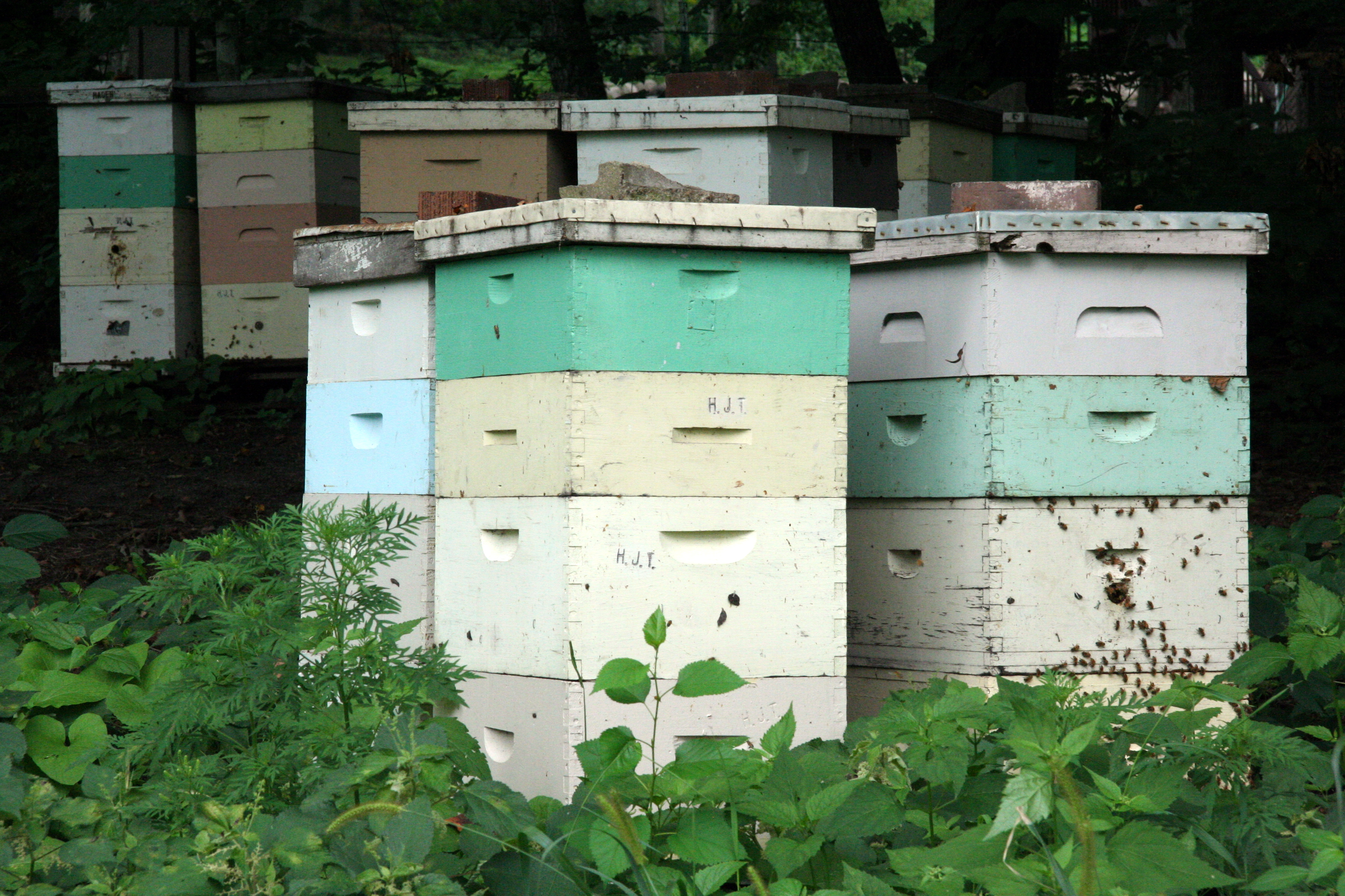 Beehive - Wikipedia