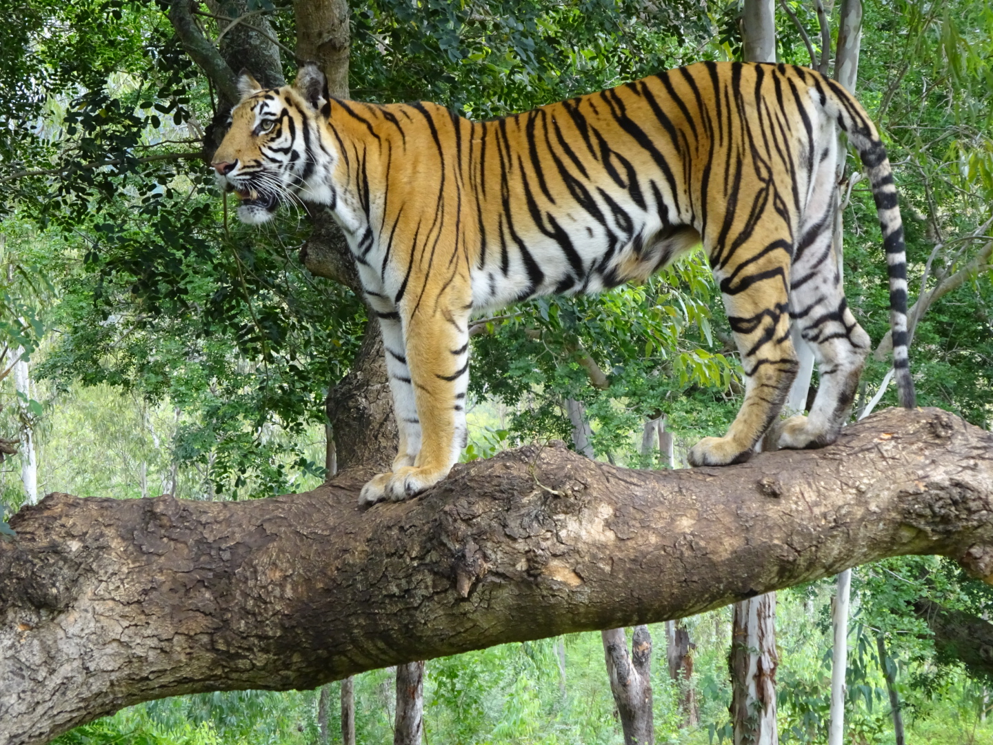 Bengal Tiger - Natural History on the Net