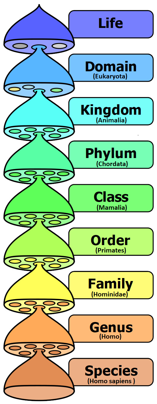 human taxonomy