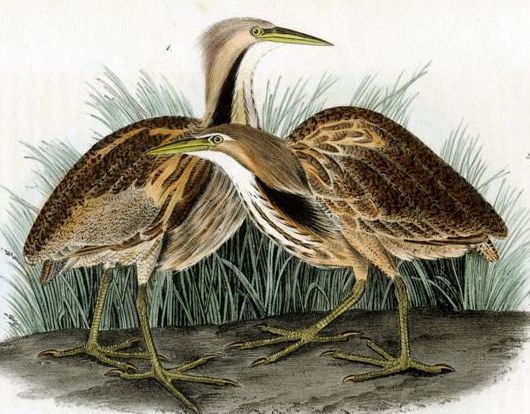 File:Botaurus lentiginosus (Audubon).jpg