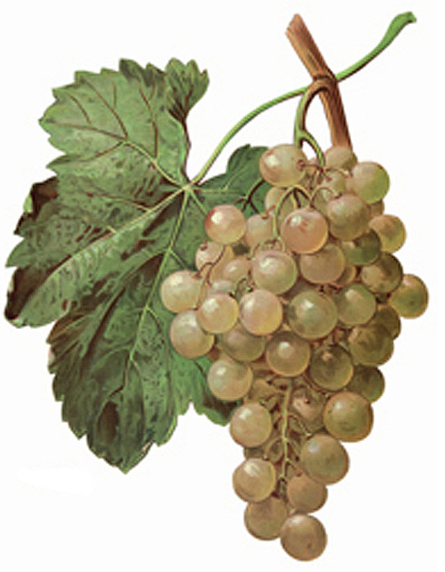 Виноград сорта шарова. Вудвилл сорта винограда. Сорта винограда для коньяка Армении. Сорт винограда Винье Верде. Абхазский виноград сорта.