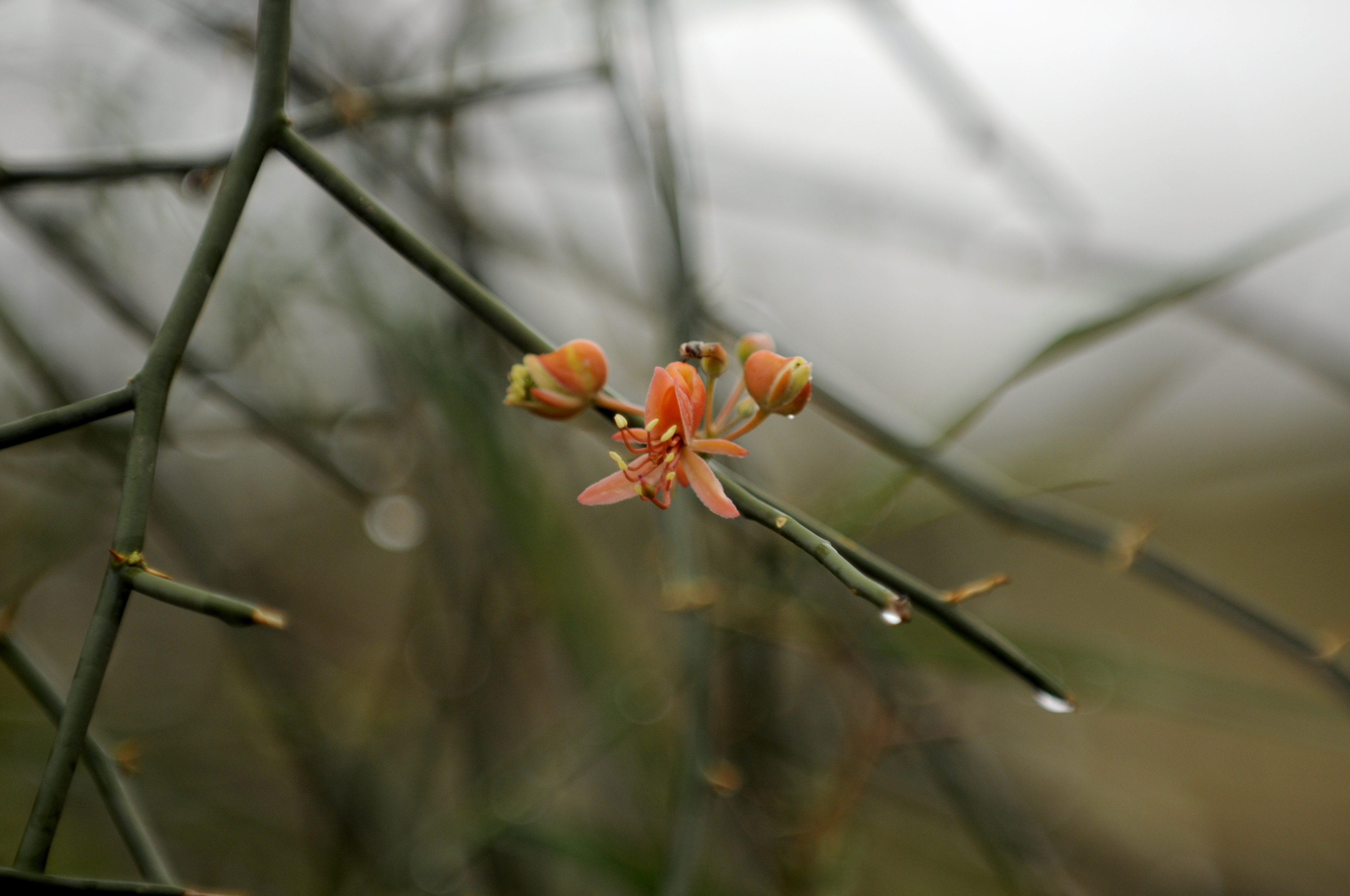 Image result for Capparis decidua  wikipedia