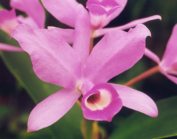 File:Cattleya skinneri.jpg