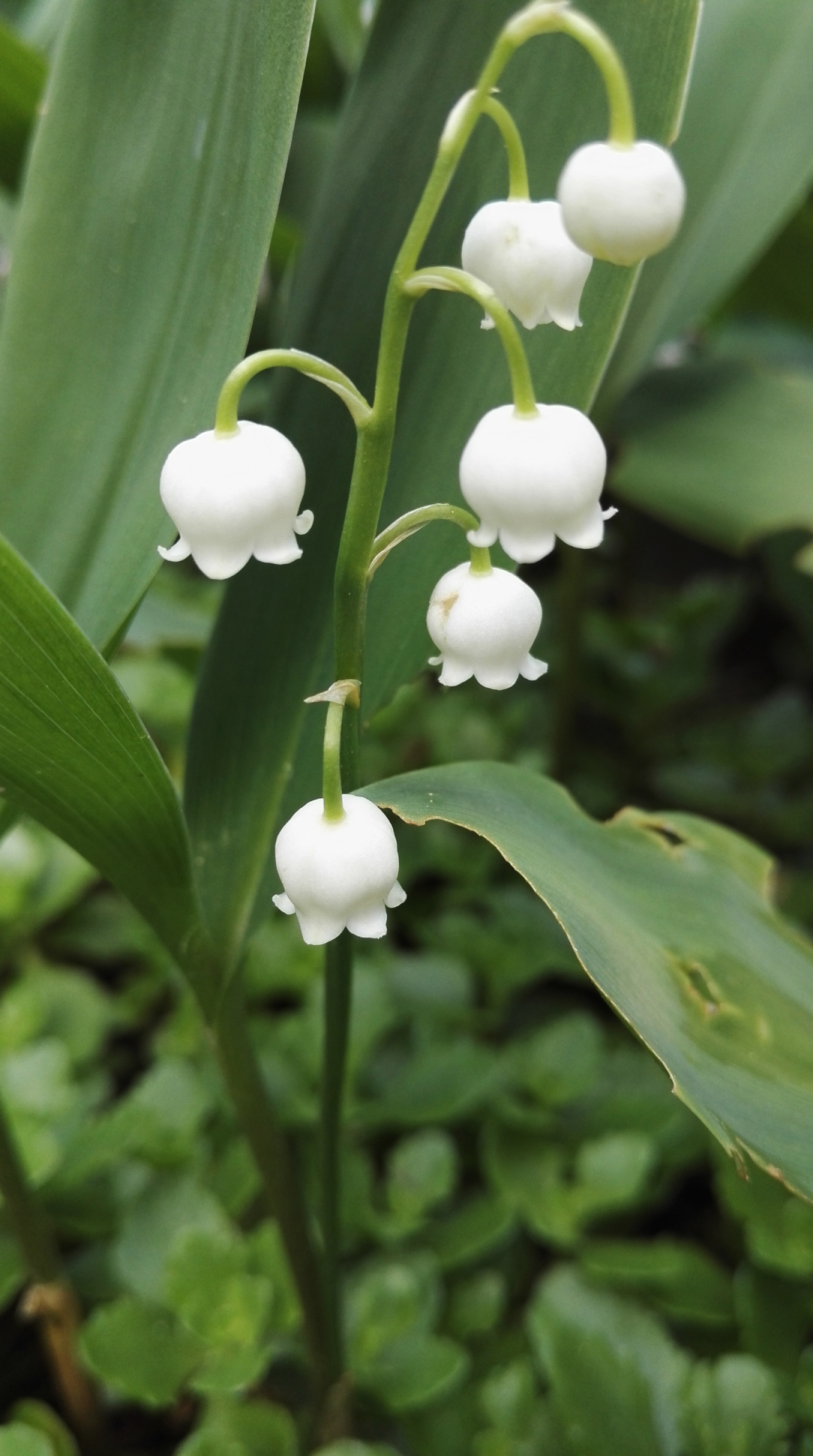 European lily of the valley : Convallaria majalis - Liliaceae (Lily)