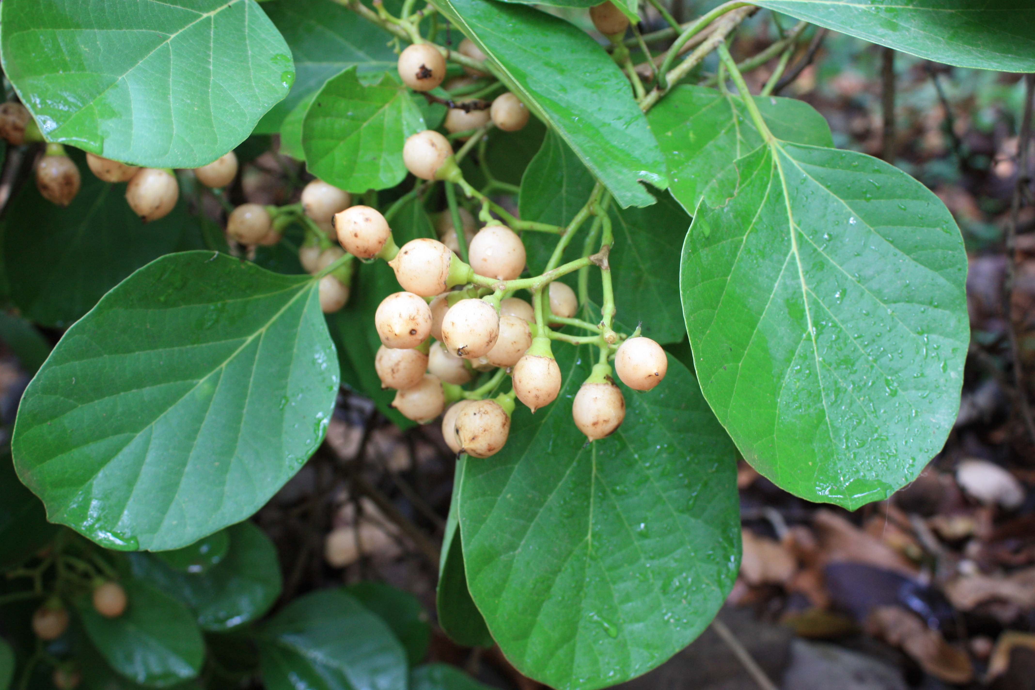 Cordia Myxa Wikipedia