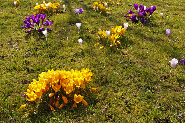 File:Crocuses, Sheringham Avenue, London N14 - geograph.org.uk - 1225179.jpg