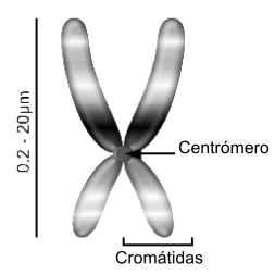 File:Cromosoma-es.png