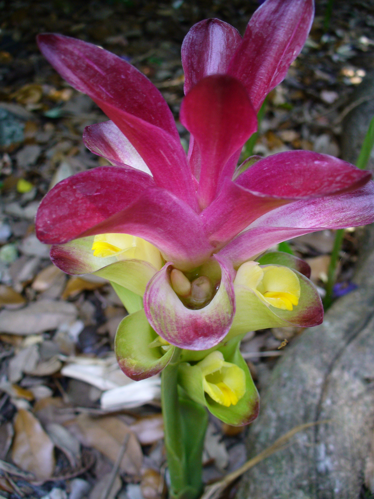 Curcuma Zedoaria Um Guia Completo Desta Planta - Guia das Suculentas