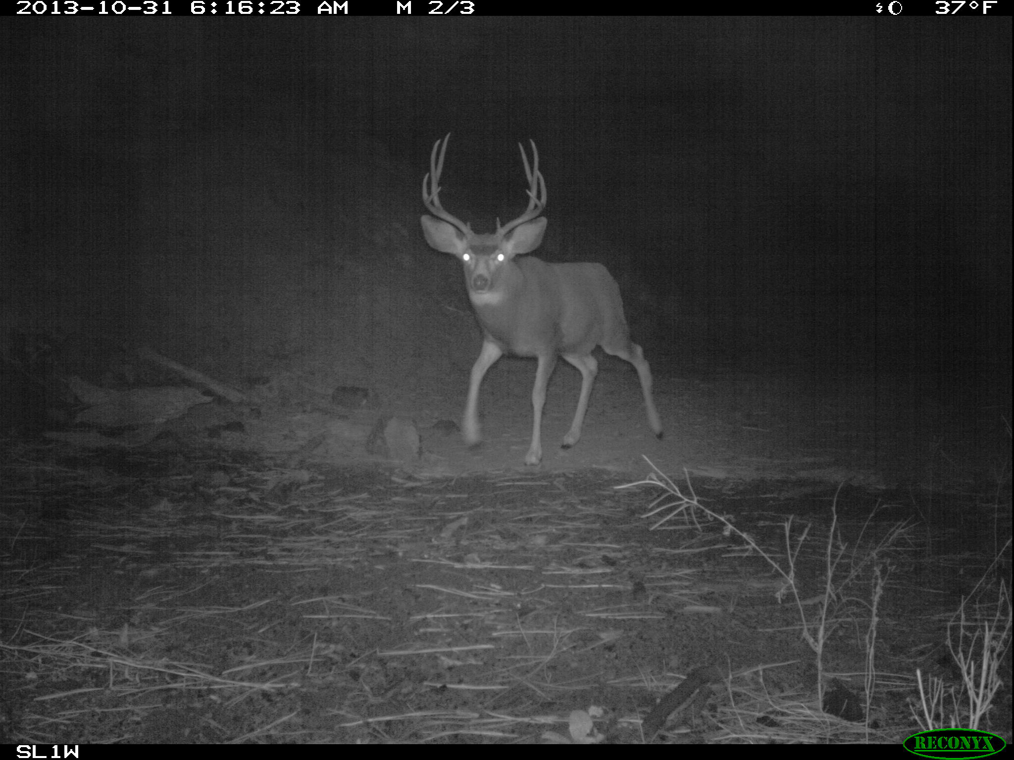 deer vision at night