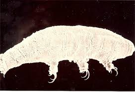 <i>Doryphoribius</i> Genus of tardigrades