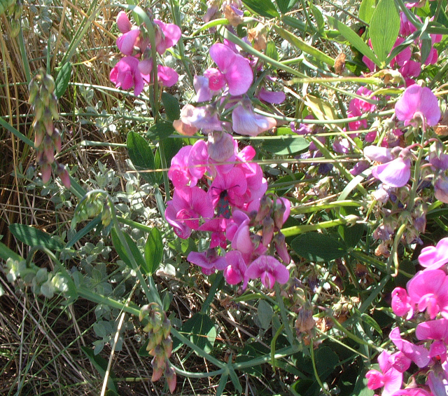 Dune Flora and Fauna at Ainsdale - geograph.org.uk - 205082