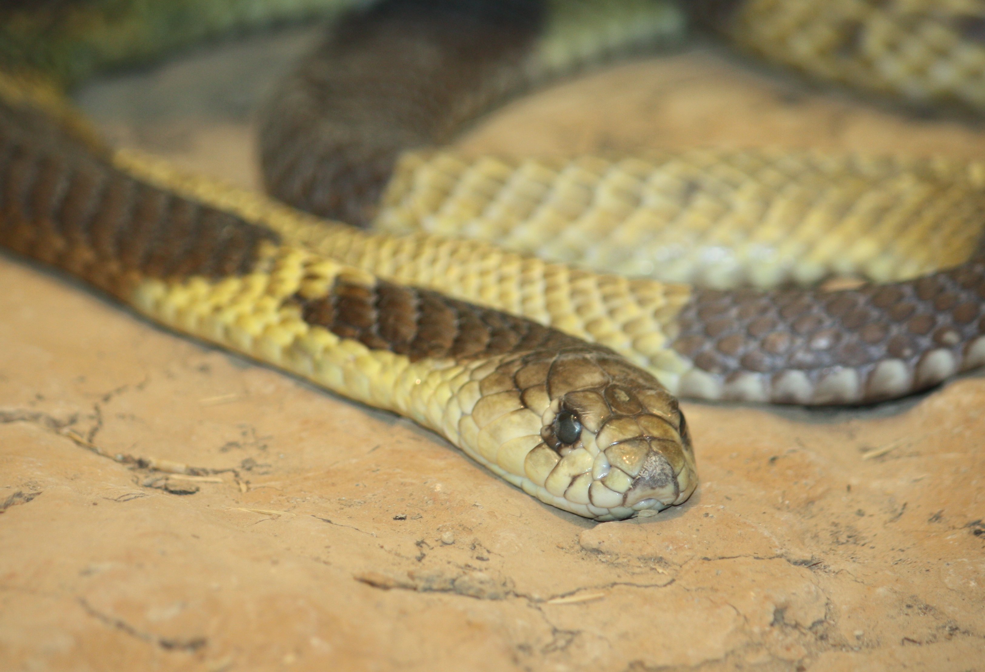 Egyptian cobra - Wikipedia