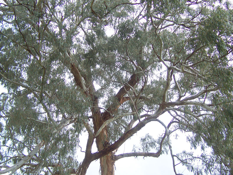 File:Eucalyptus.jpg