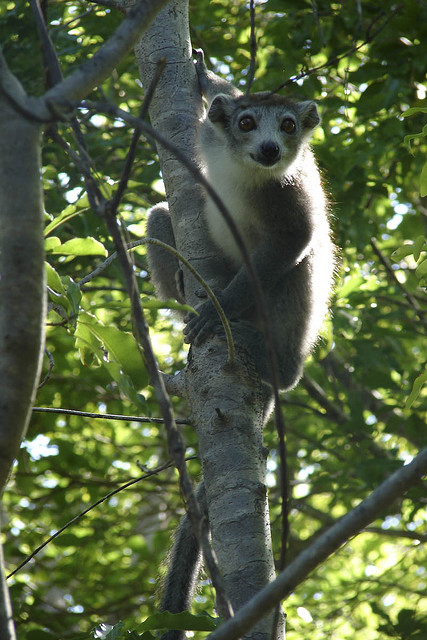 Eulemur coronatus by MauritsV.jpg