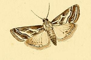 <i>Evergestis desertalis</i> Species of moth