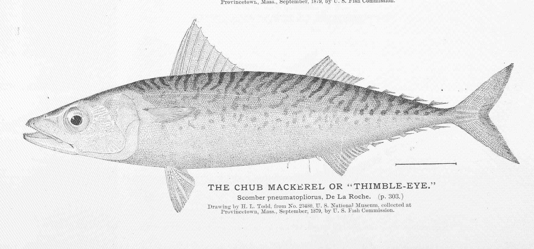 Mackerel перевод. Рыба Равара. Chub Mackerel. Рыба австралийская пятнистая макрель. Скумбрия рисунок на спинке.