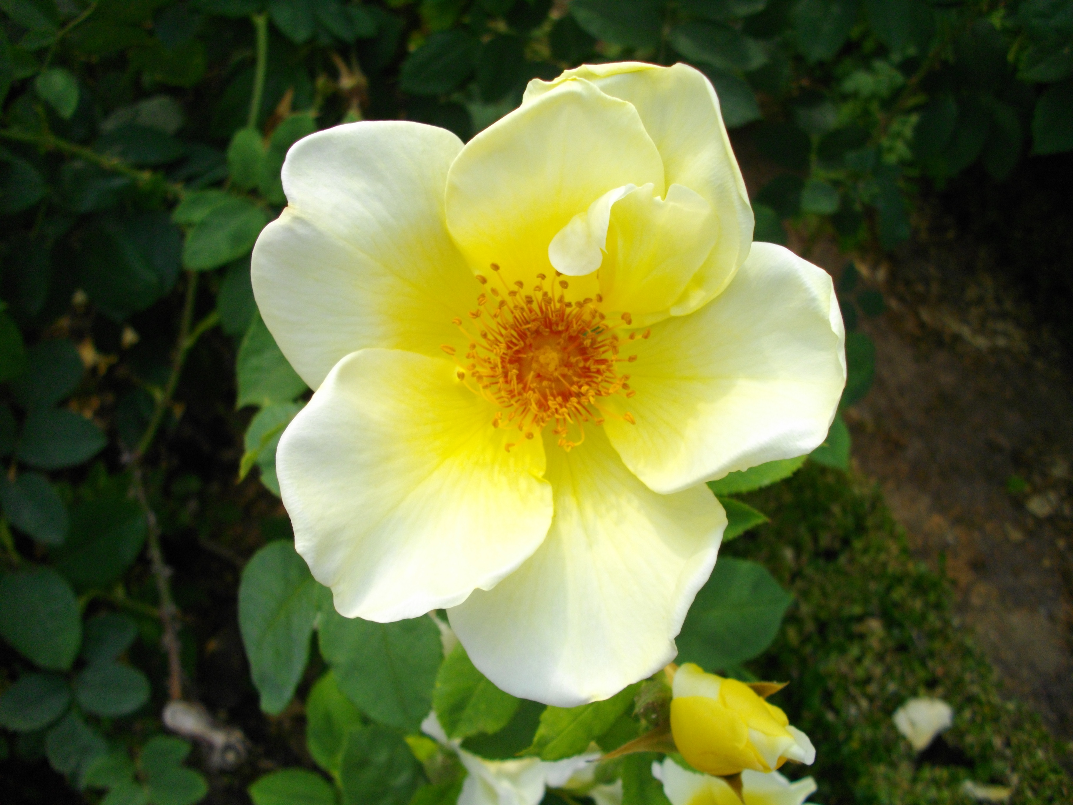 File:Fleur blanche centre jaune.jpg - Wikimedia Commons