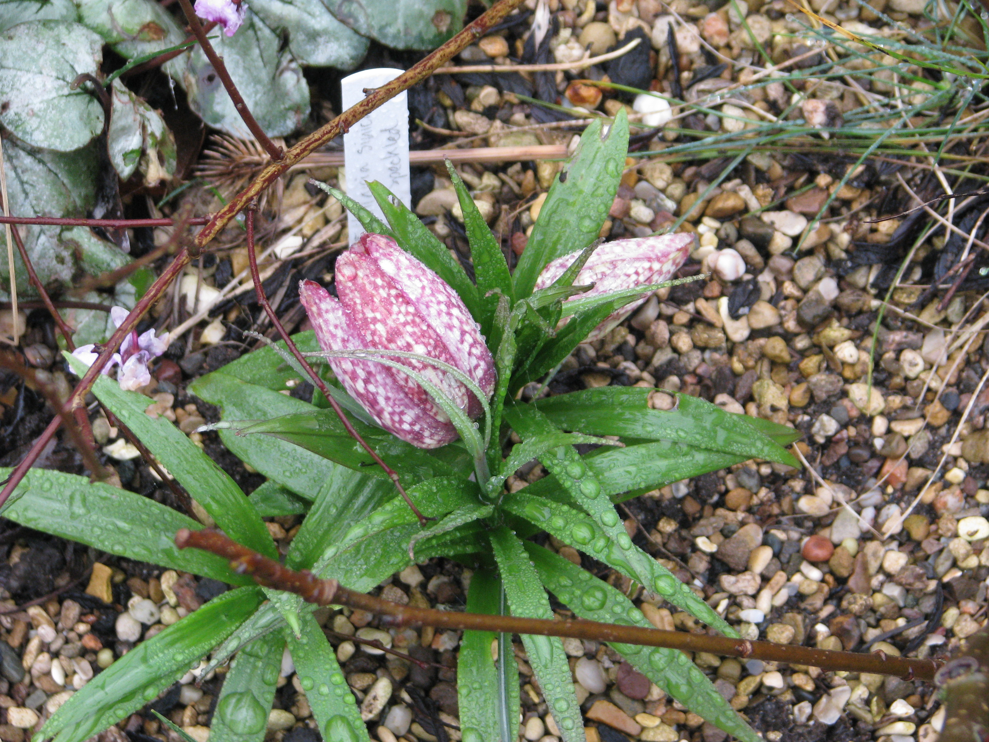 TÌNH YÊU CÂY CỎ ĐV 9 - Page 77 Fritillaria_sinica_Pink_form_-_Flickr_-_peganum_%283%29