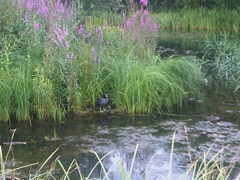 File:Fulica atra wetland 2.jpg