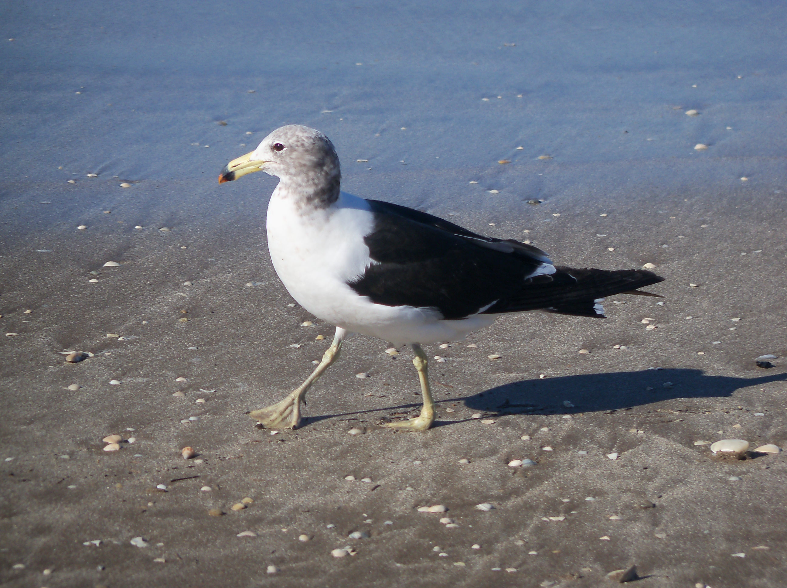 Gaviota cangrejera en la playa de Santa Teresita.JPG