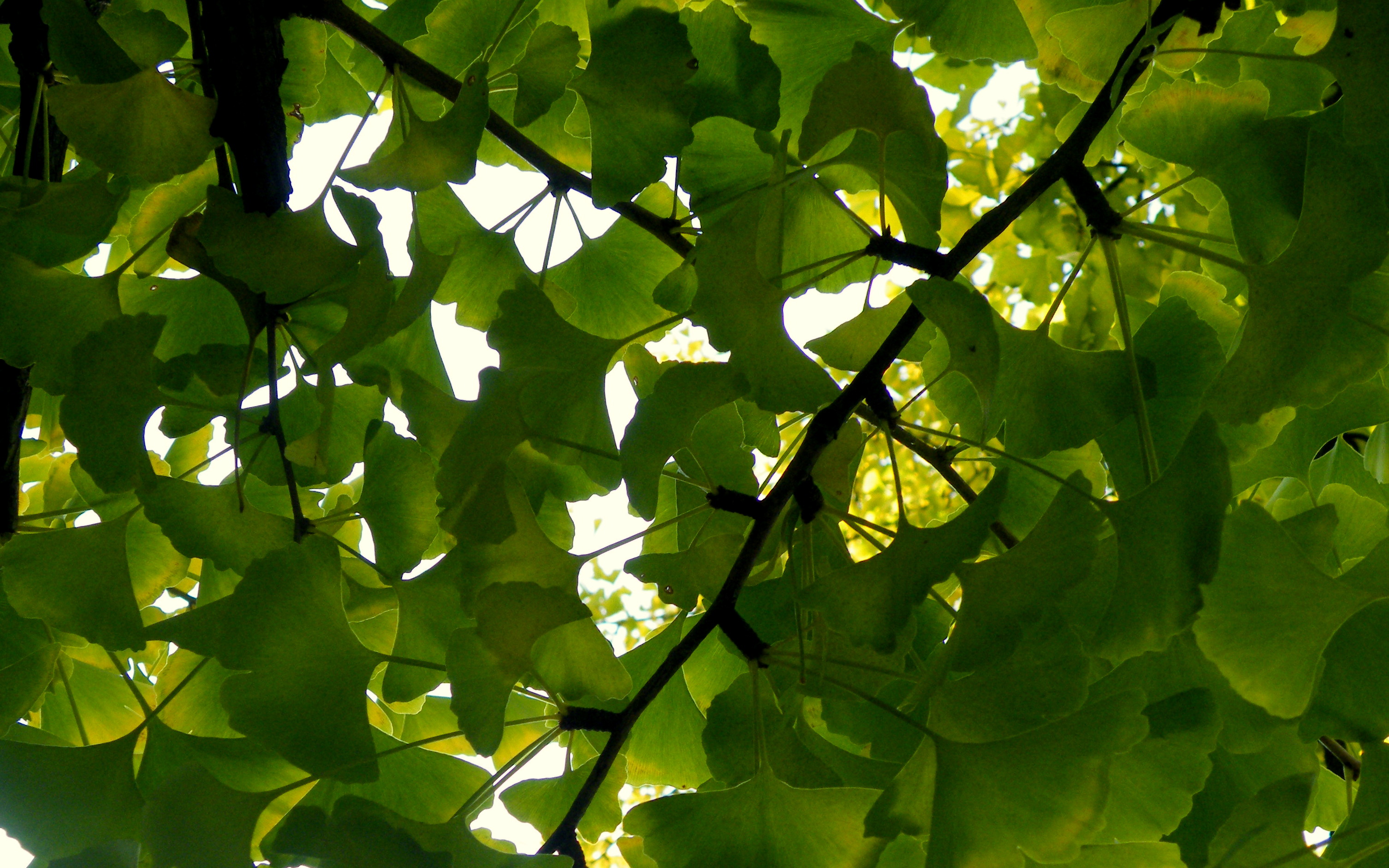 Para qué es bueno el ginkgo biloba