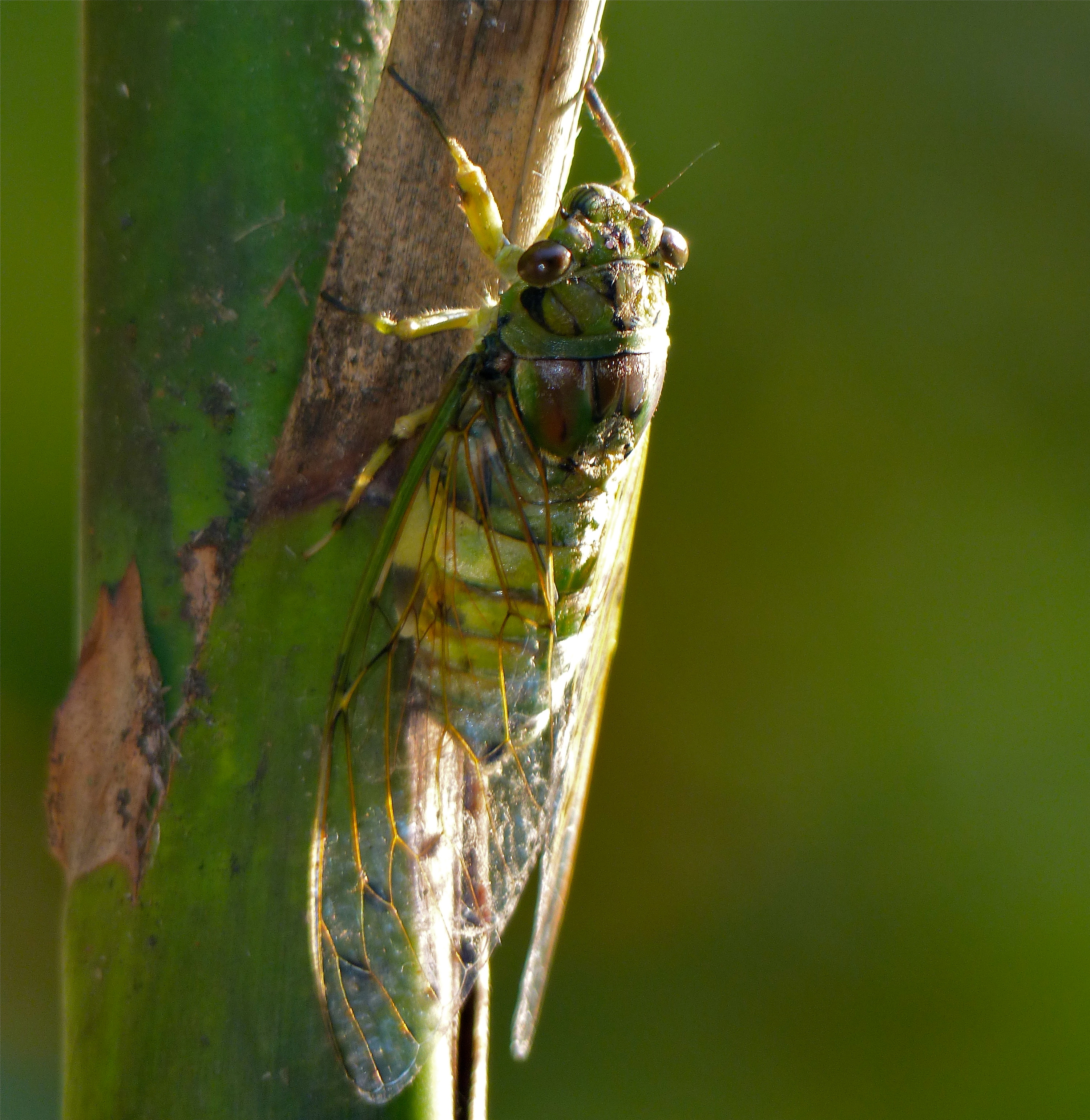 Green Cicada (Id ?) (15375984778).jpg