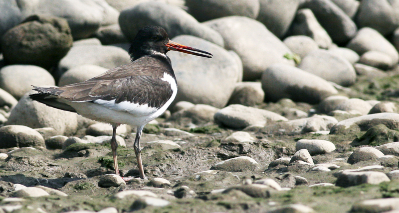 File:Haematopus ostralegus longipes (Haematopodidae) (Eurasian Oystercatcher ssp longipes), Chorokhi Delta, Georgia.jpg