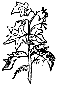 File:Hariduse sõnaraamat Bryonia.png