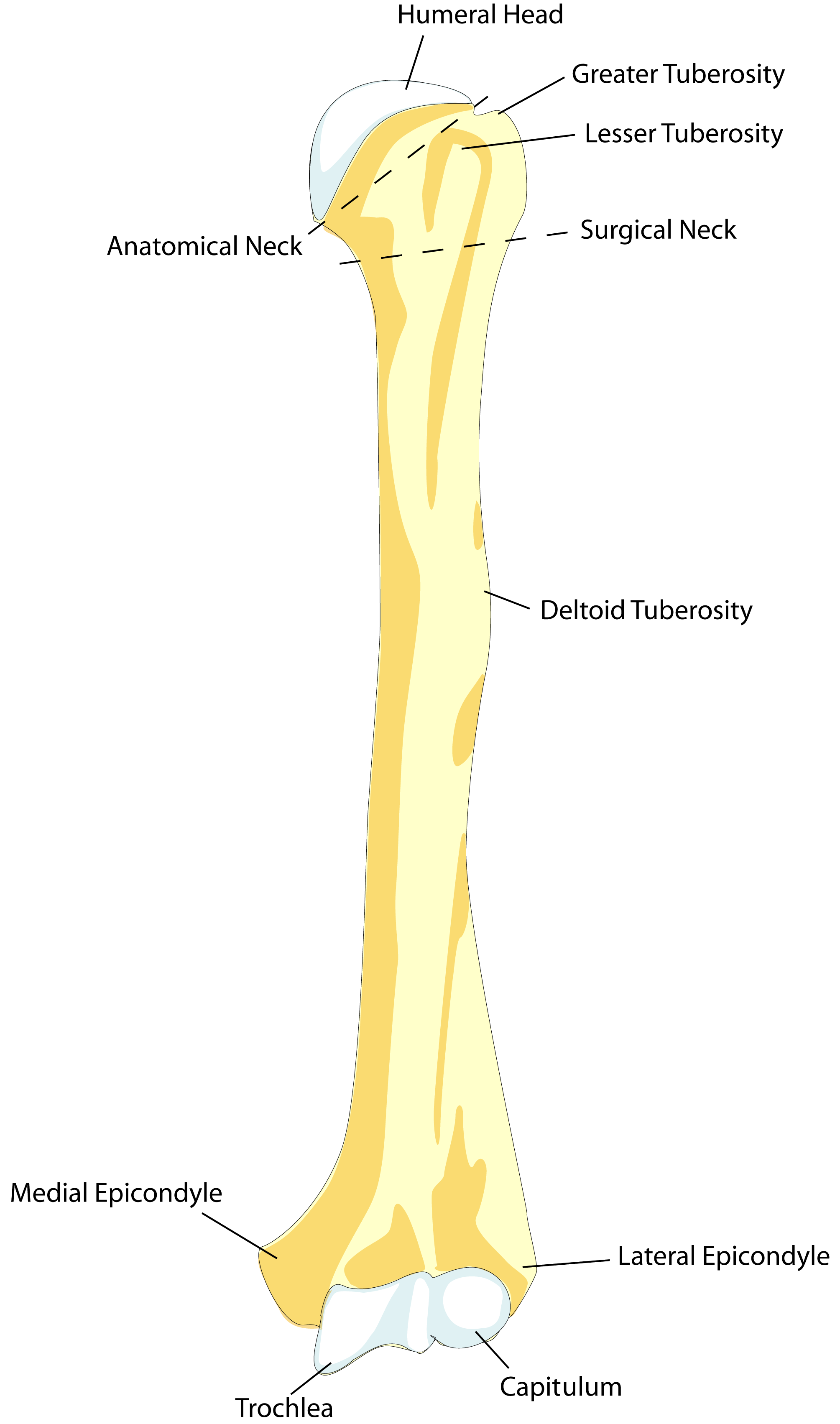 lesser tuberosity humerus