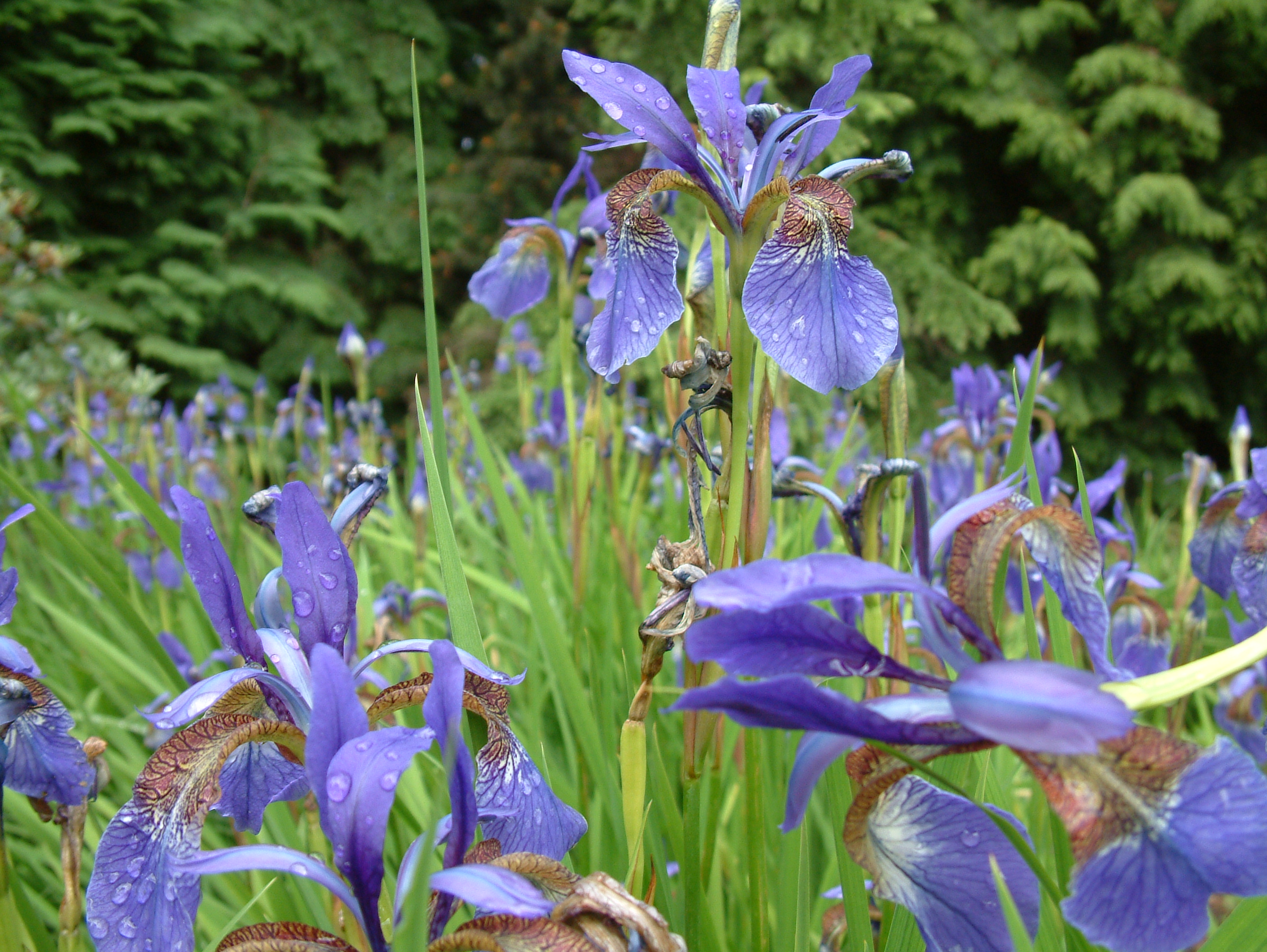 Iris sibirica (2944482462).jpg