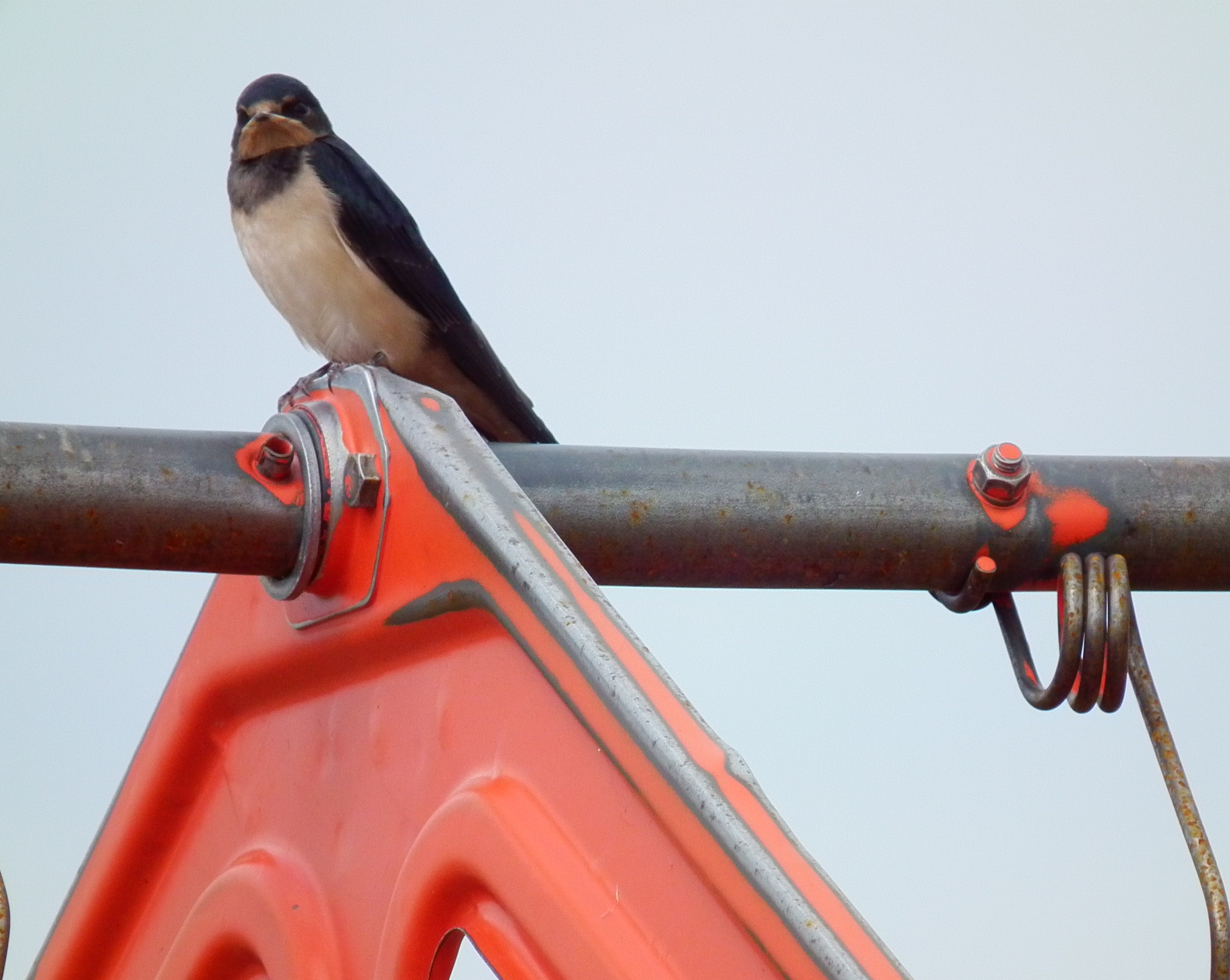 Eastern Bluebird (Clay Hill Memorial Forest Birds) · iNaturalist