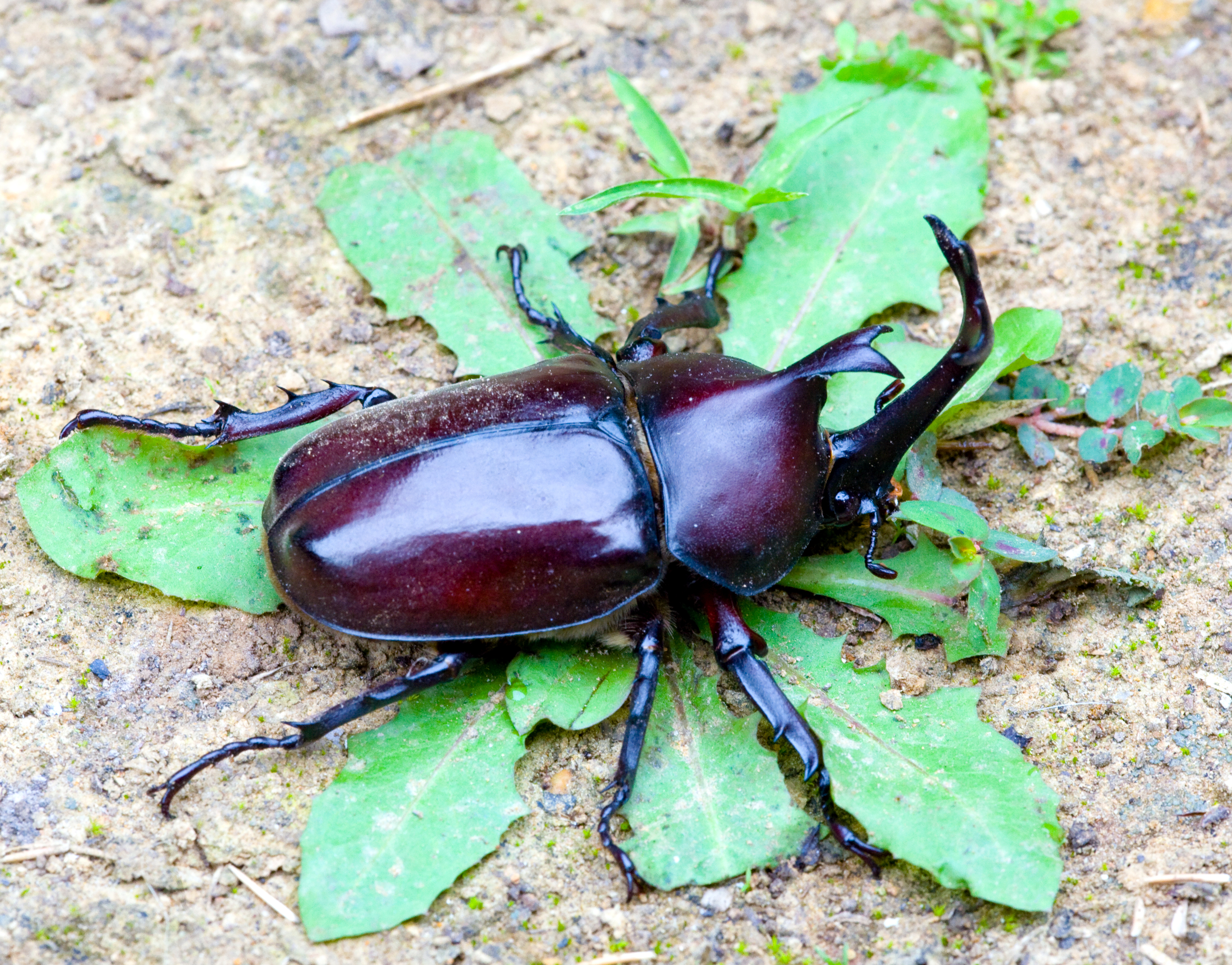 Kabutomushi en un jardín