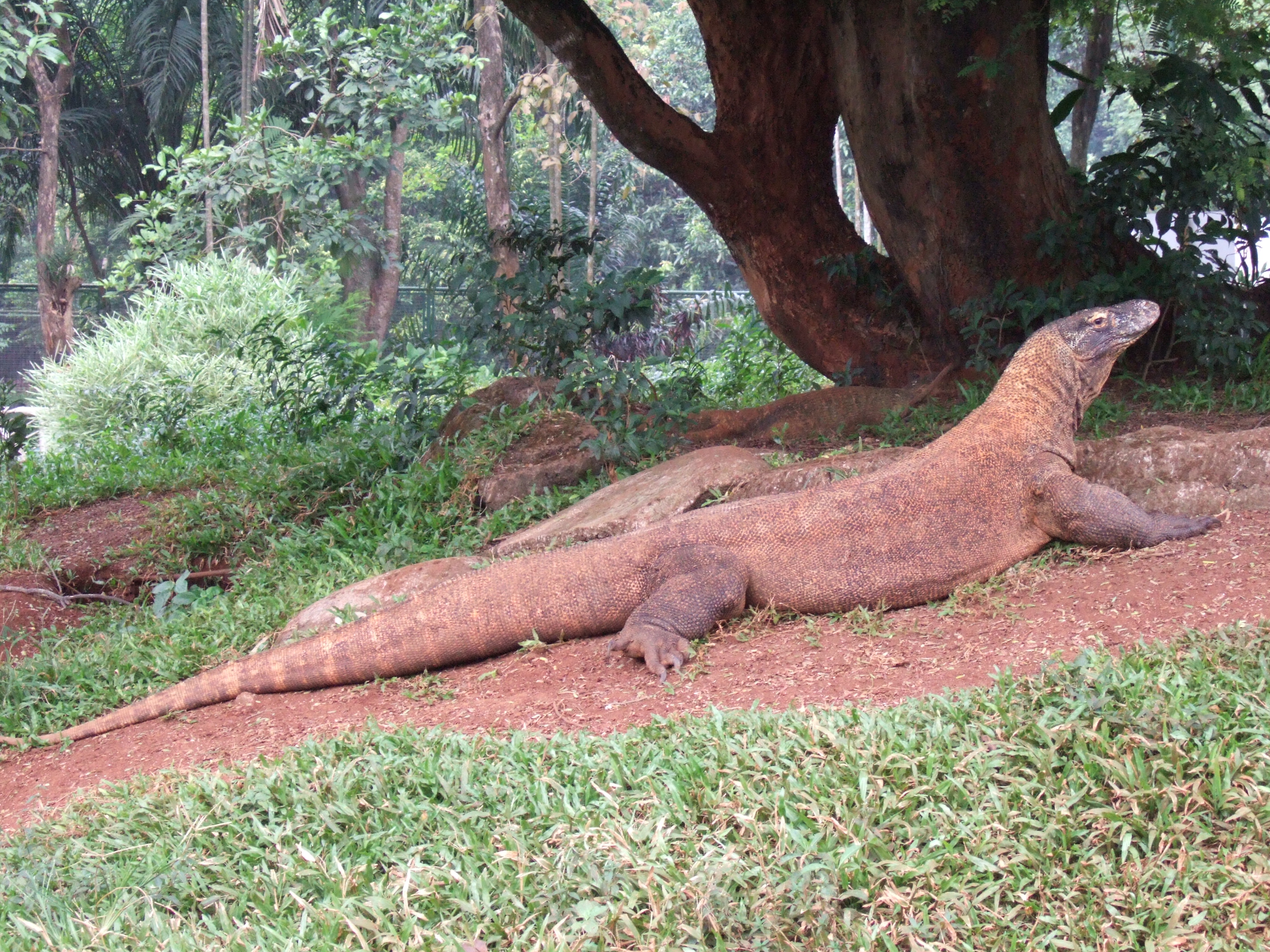 [Image: Komodo_dragon_Varanus_komodoensis_Ragunan_Zoo_1.JPG]