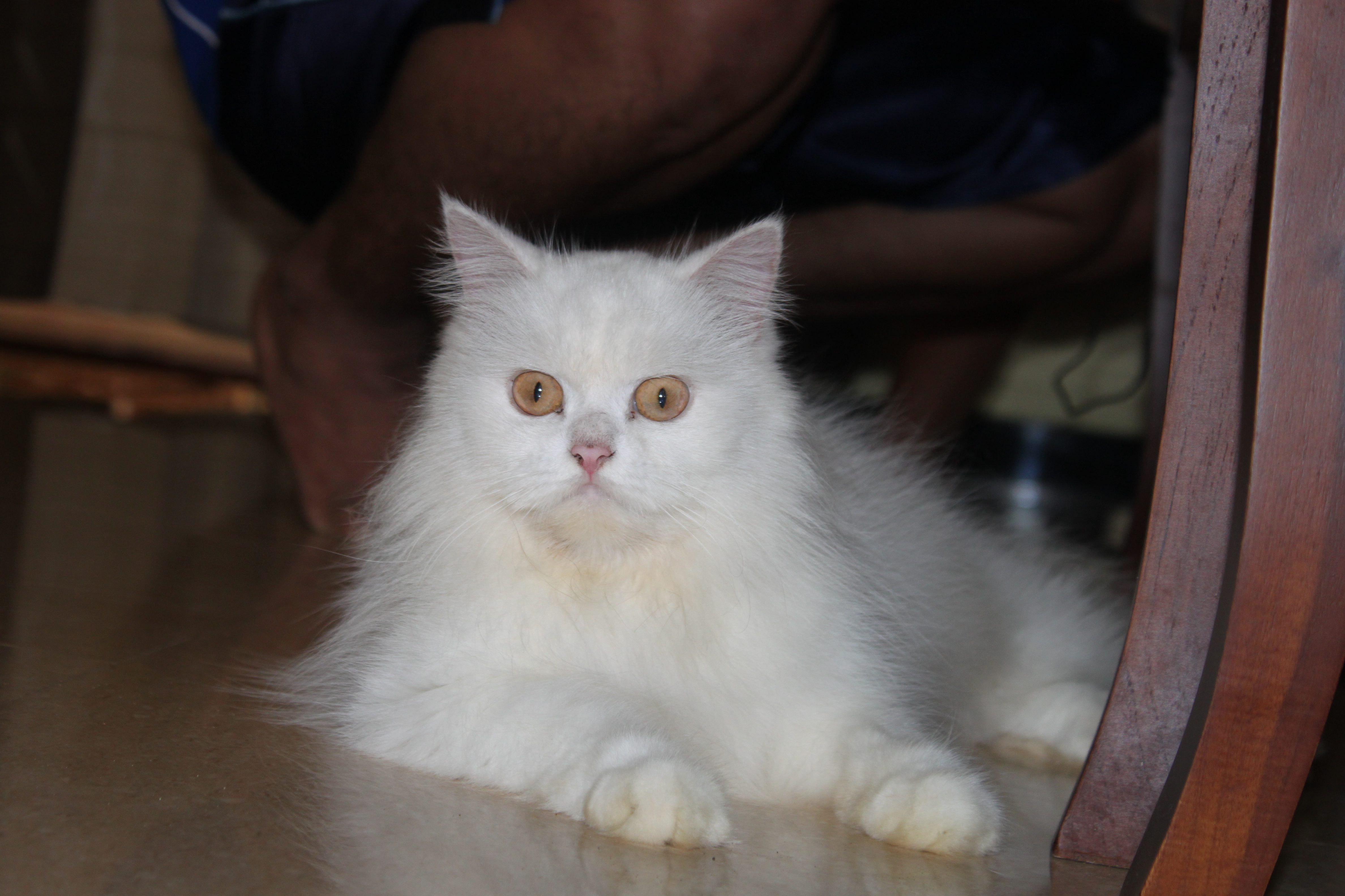 File Kucing  Persia Putih  JPG Wikimedia Commons