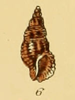 <i>Chauvetia brunnea</i> Species of gastropod