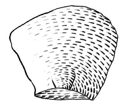 File:Lasca cara ventral.png