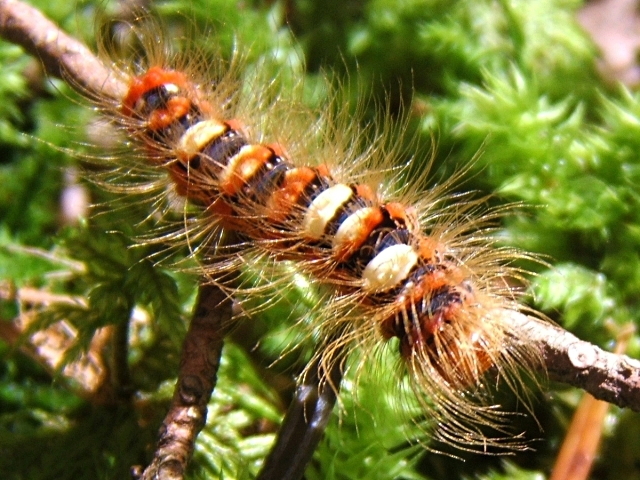 File:Leucoma salicis larva2.jpg