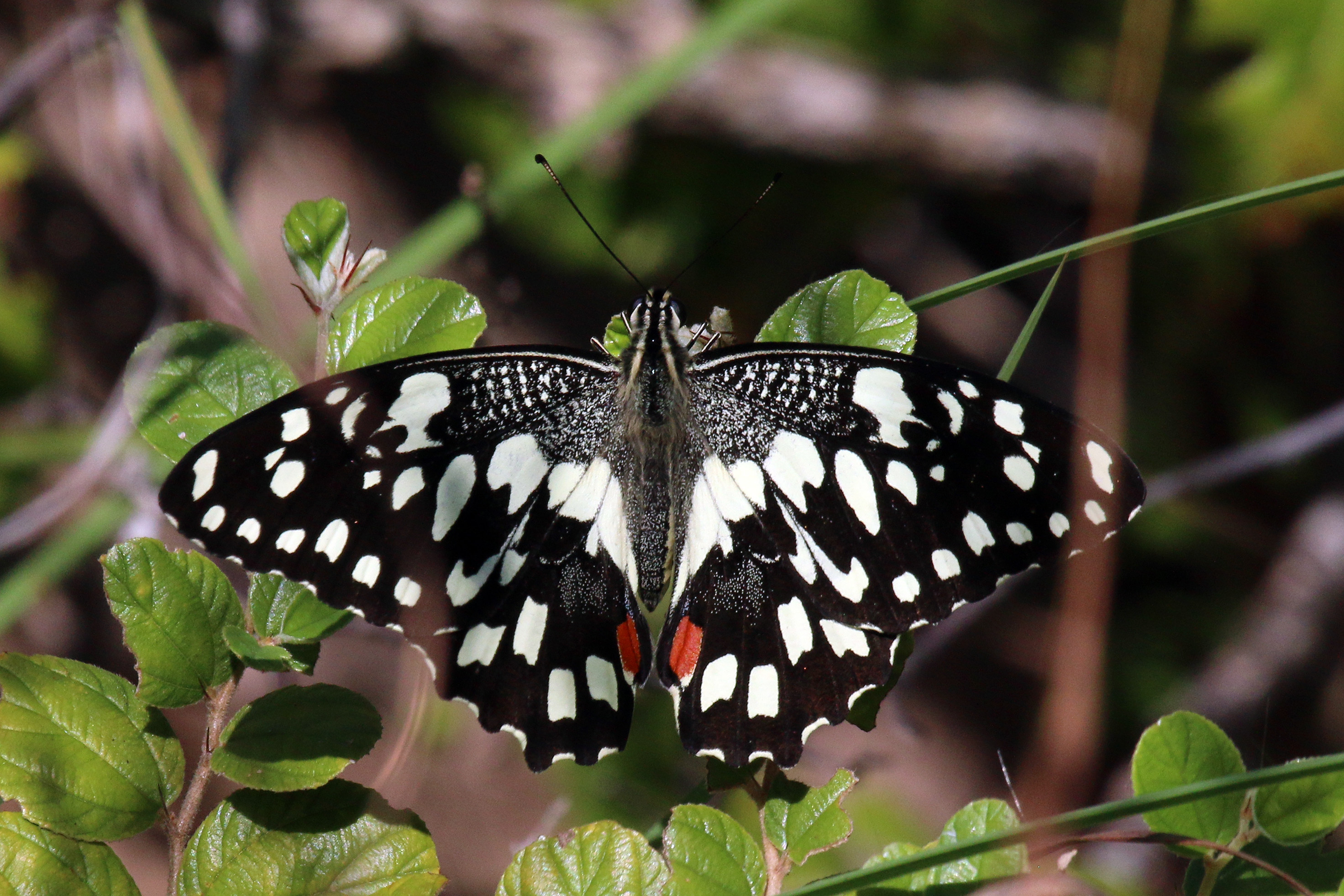 Черные бабочки 1. Papilio demoleus. Парусник демолей Papilio demoleus. Papilio demoleus бабочка. Парусник демолей бабочка.