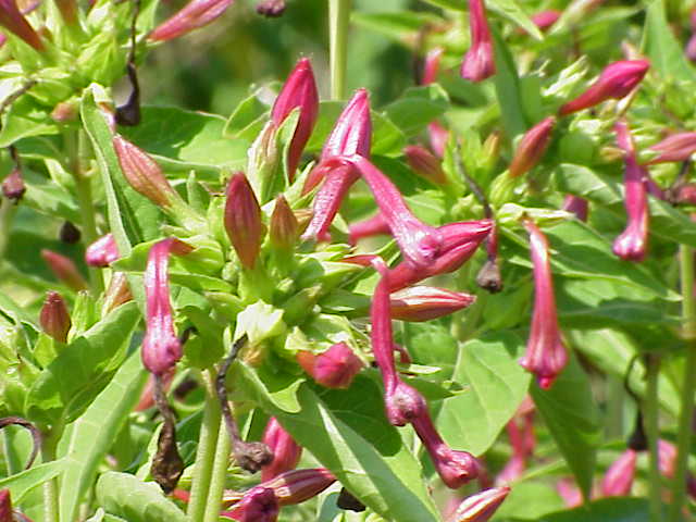 Mirabilis jalapa - Wikipedia