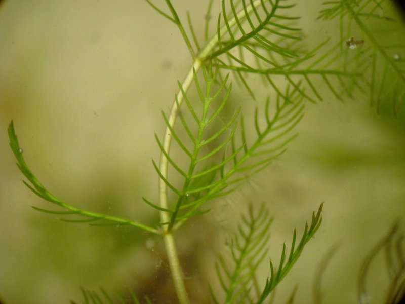 Myriophyllum_spicatum.jpeg