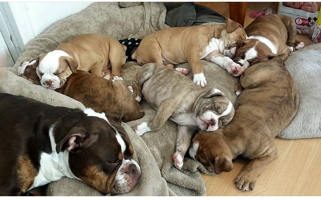 Funny Olde English Bulldogge Puppies