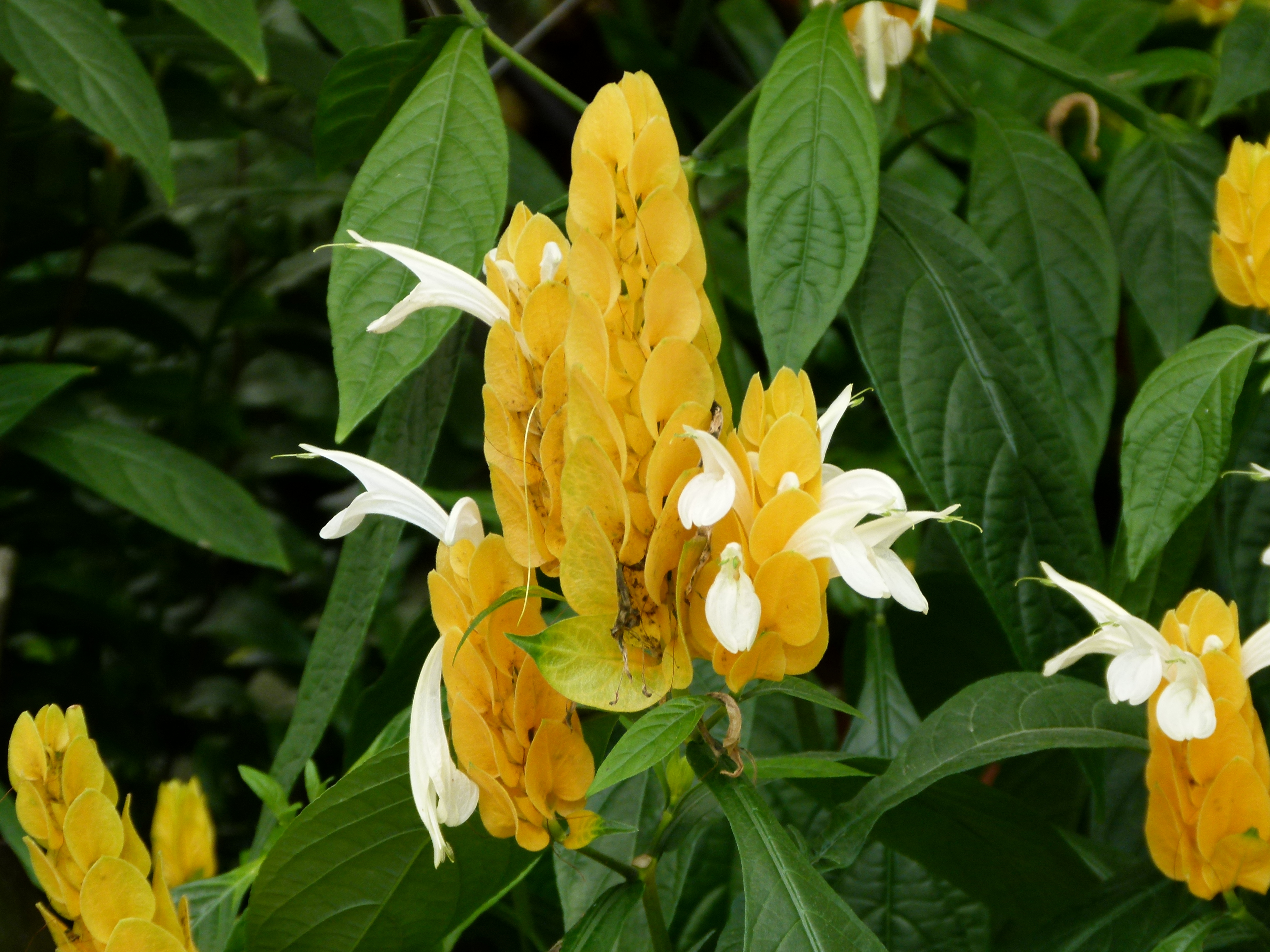 http://upload.wikimedia.org/wikipedia/commons/a/a7/Pachystachys_lutea_serres_du_Jardin_du_Luxembourg.JPG